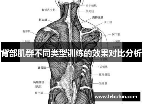 背部肌群不同类型训练的效果对比分析